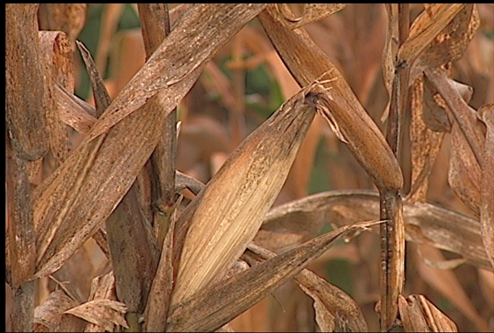 Weather affects corn and cotton crops