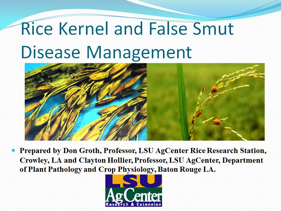 Rice Kernel and False Smut Disease Management 2012