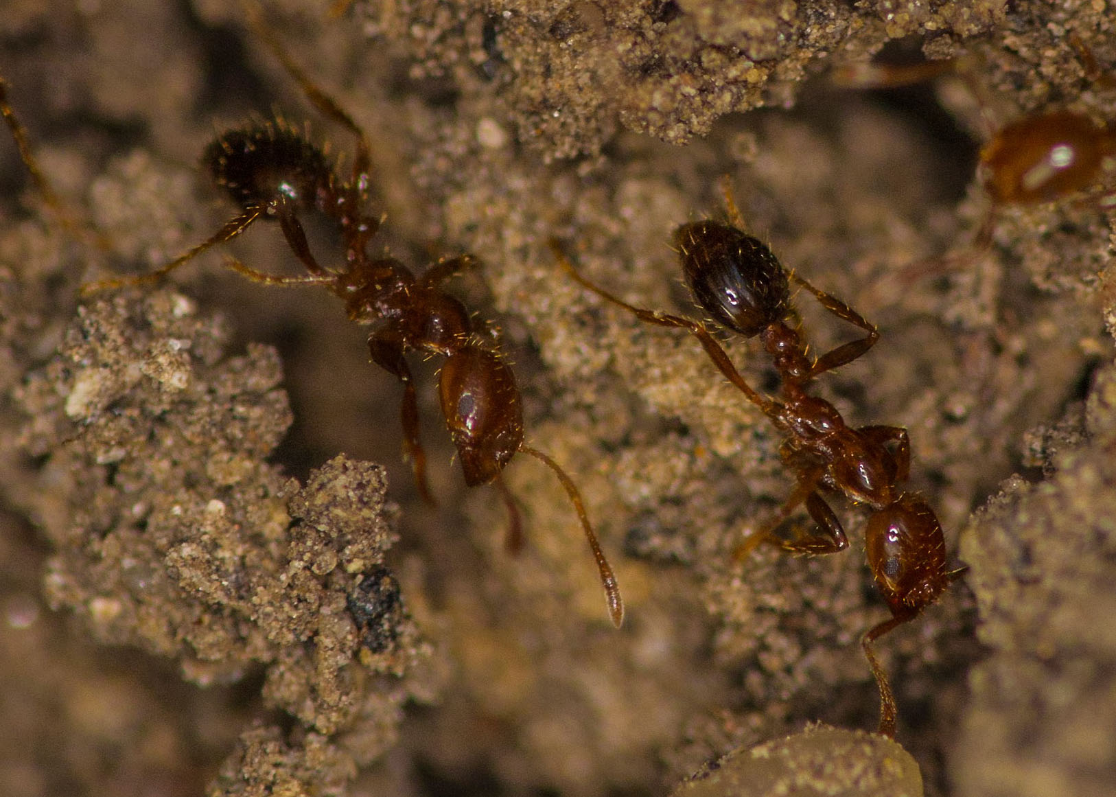 Fighting fire ants