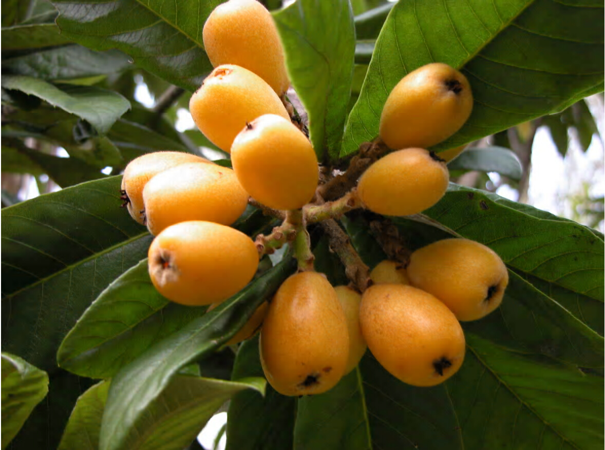 Ornamental loquats produce fruit too