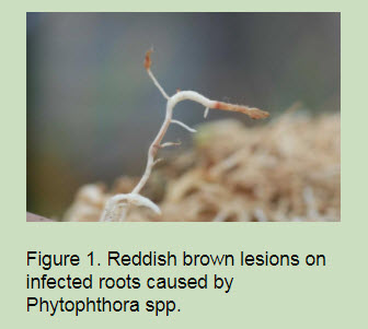Figure1jpg