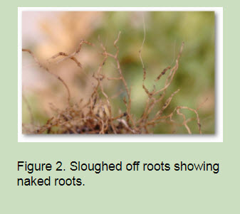 Figure2jpg