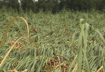 Hurricane Laura damage to sugarcane crop uncertain now