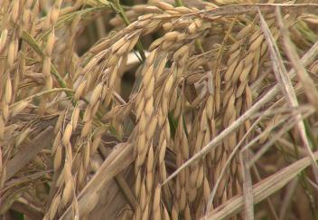 Ratoon rice harvest finished with fields being flooded for crawfish