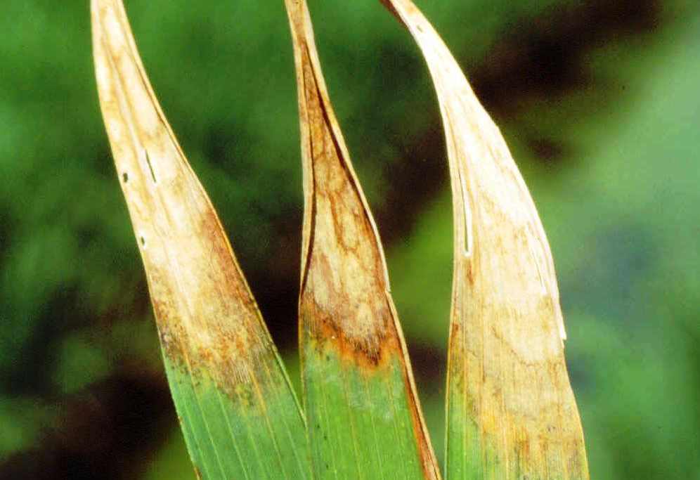 Severe Leaf Scald Symptoms