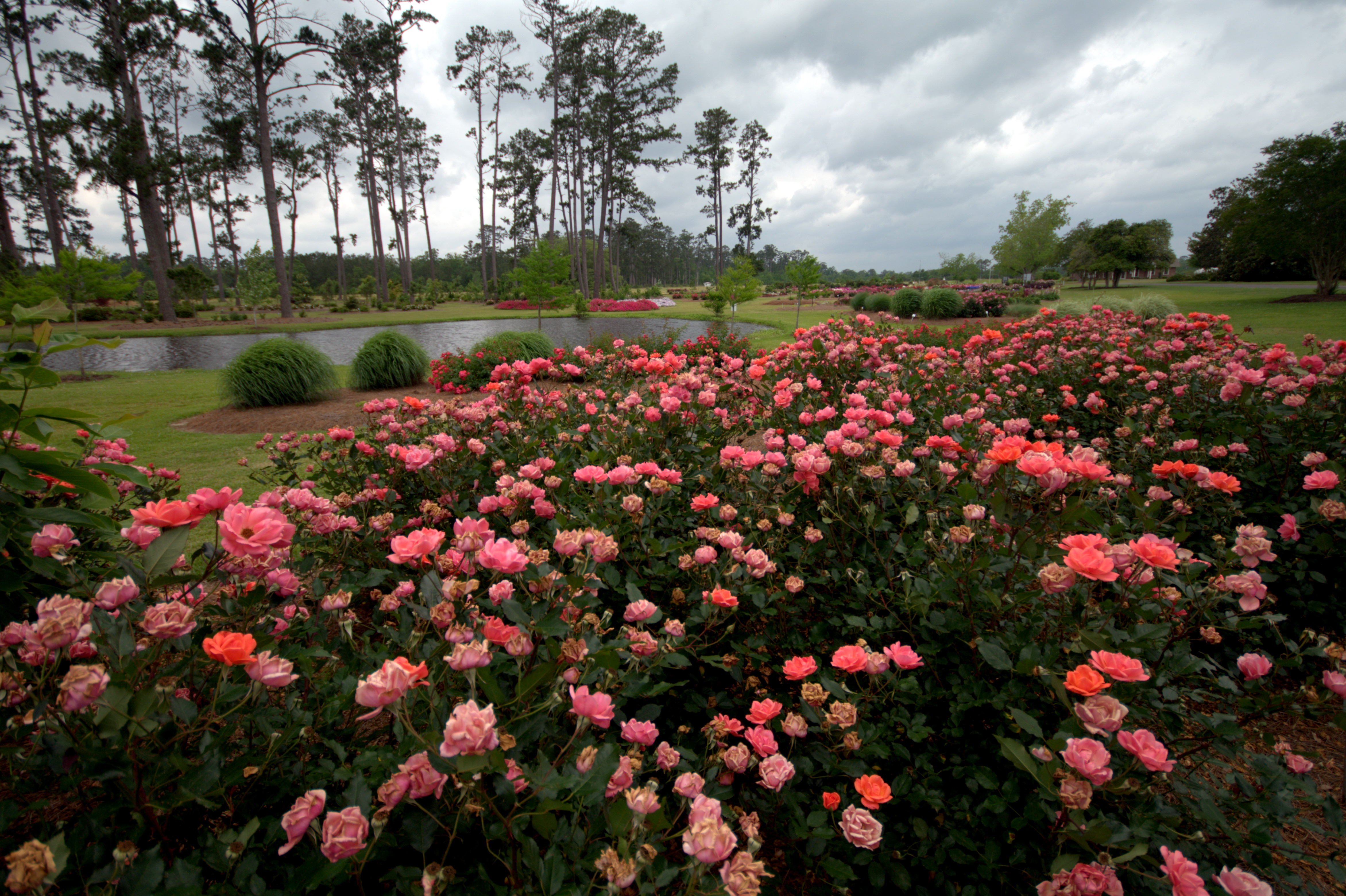 Roses at Hammond Research Station