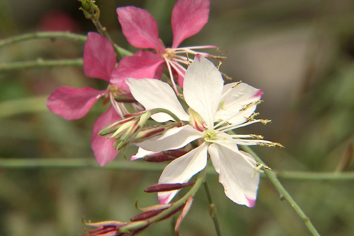 Gaura is a graceful native perennial