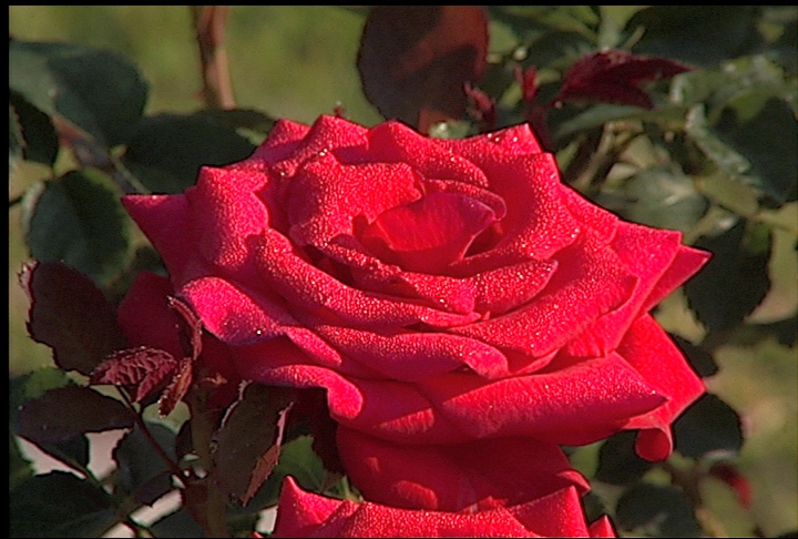 Landscape roses offer low-maintenance flowers