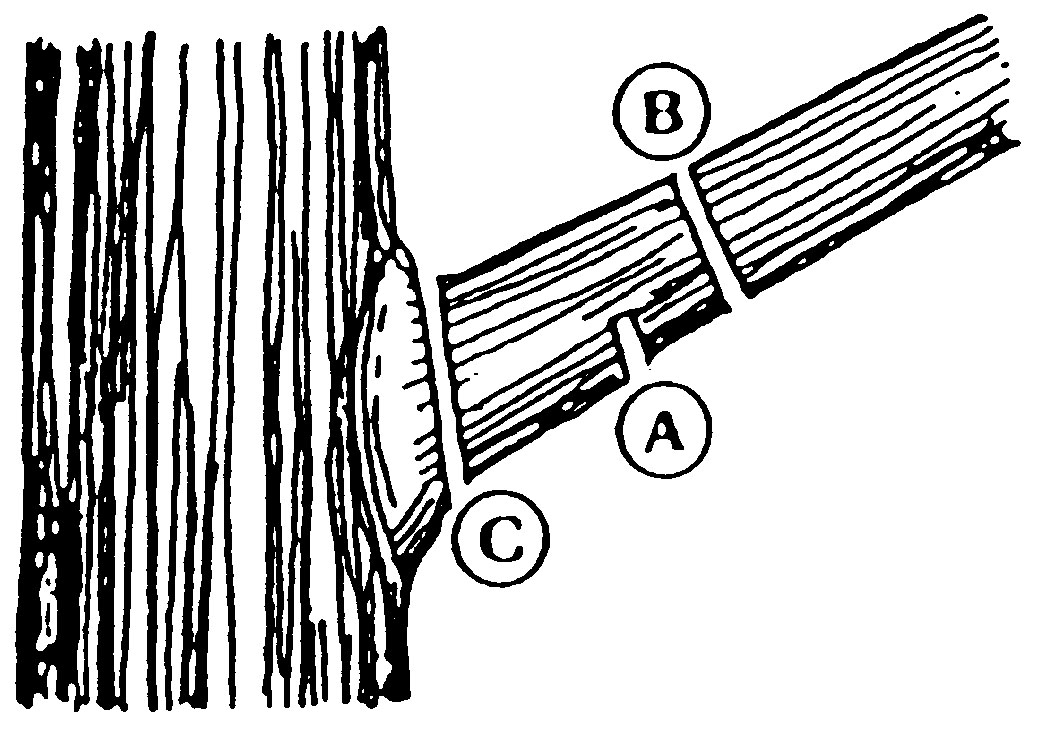 Expert Details Tree Care Before After a Hurricane