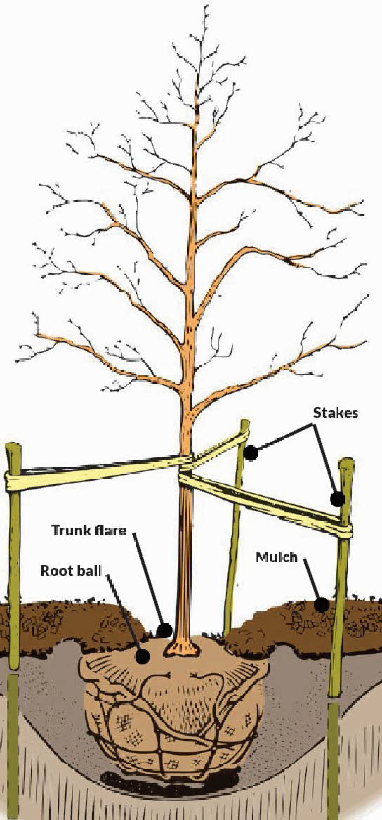 A diagram depicting how a common tree needs to be planted with the root ball below the ground, trunk flare even with the ground, and the tree well secured it to stakes drivin into the ground.