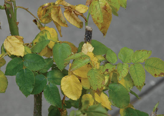 An image depicting discolored foilage on a rose bush due to disease.