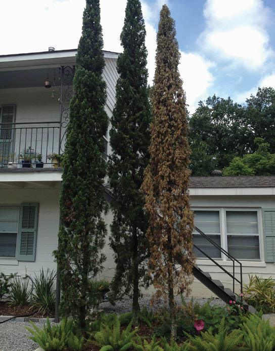 An image of a diseased tree standing next to two healthy trees in a garden showing the difference in foilage due to disease.