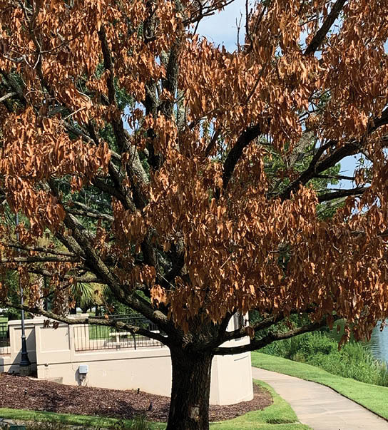 An image of a tree displaying symptoms of the disease.