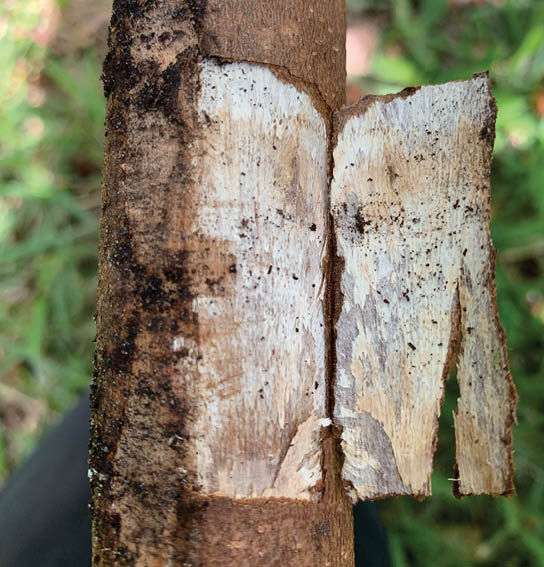 An image of a dissected tree trunk allowing a detailed look into the inside of the tree showing the impact the disease has on the wood beneath the bark.