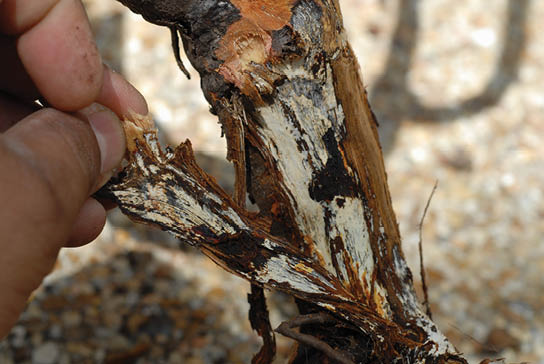 An image depicting a partically rotten branch which is caused by the disease.