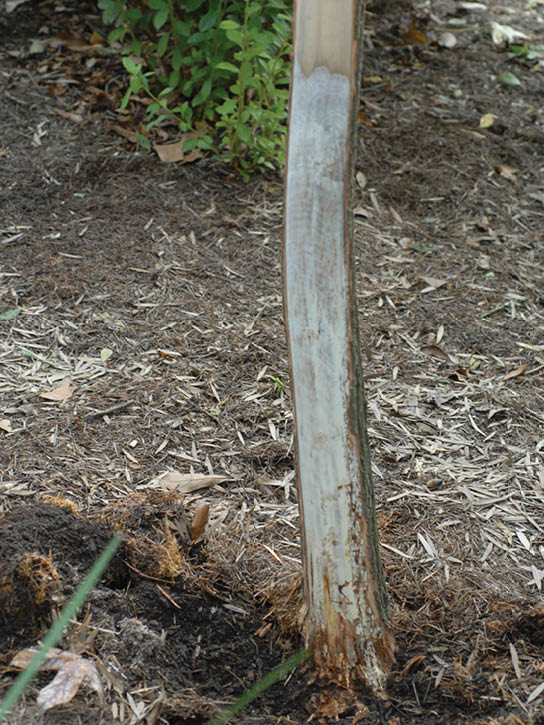 An image of a dissected tree trunk showing how the disease travels through the tree.