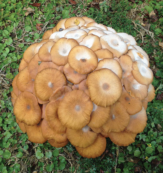 An image dipicting a group of mushrooms in a forest with some displaying symptoms of the disease visible by white pigmentation.