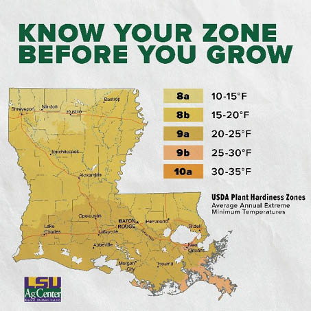 Know your zone before you grow. Louisiana map graphic with USDA plant hardiness zones listed. Zones listed in the graphic are 8a 10-15 degrees fahrenheit, 8b 15-20 degrees fahrenheit, 9a 20-25 degrees fahrenheit, 9b 25-30 degrees fahrenheit, 10a 30-35 degrees fahrenheit. USDA Plant Hardiness Zones, average annual extreme minimum temperatures.