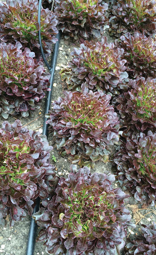 An image depicting various lettuce heads in the soil with drip irrigation running alongside the row.