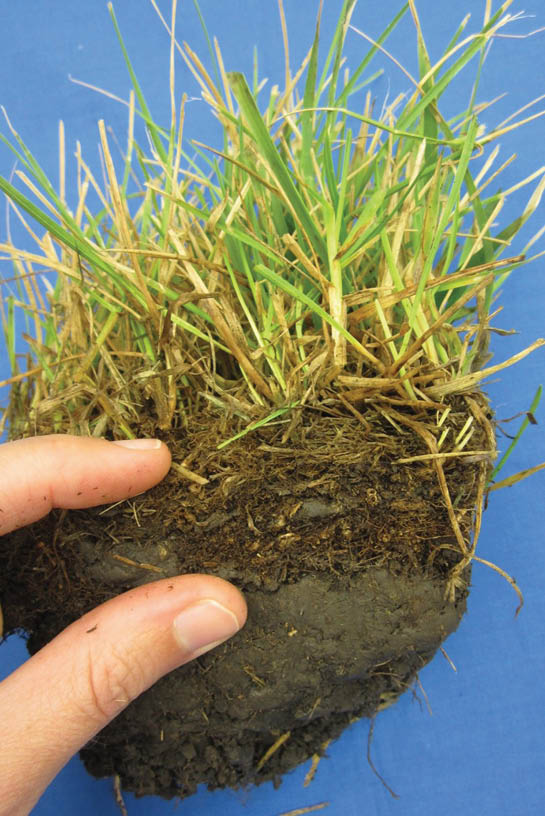 A cross-section of soil showcasing thatch, an organic layer, between the soil and the grass.