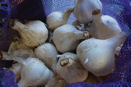 An image depicting white garlic blubs and cloves within a blue mesh bag.