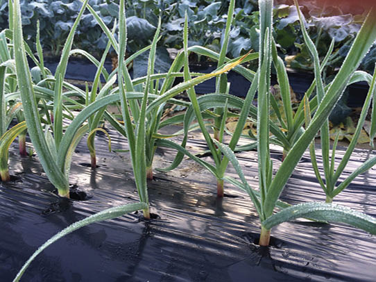 An image depicting garlic shoots in a field covered with black plastic mulch.