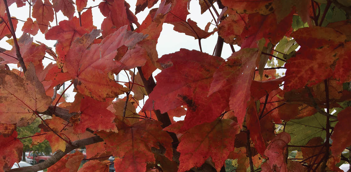 An image depicting red maple leaves on branches in a parking lot.