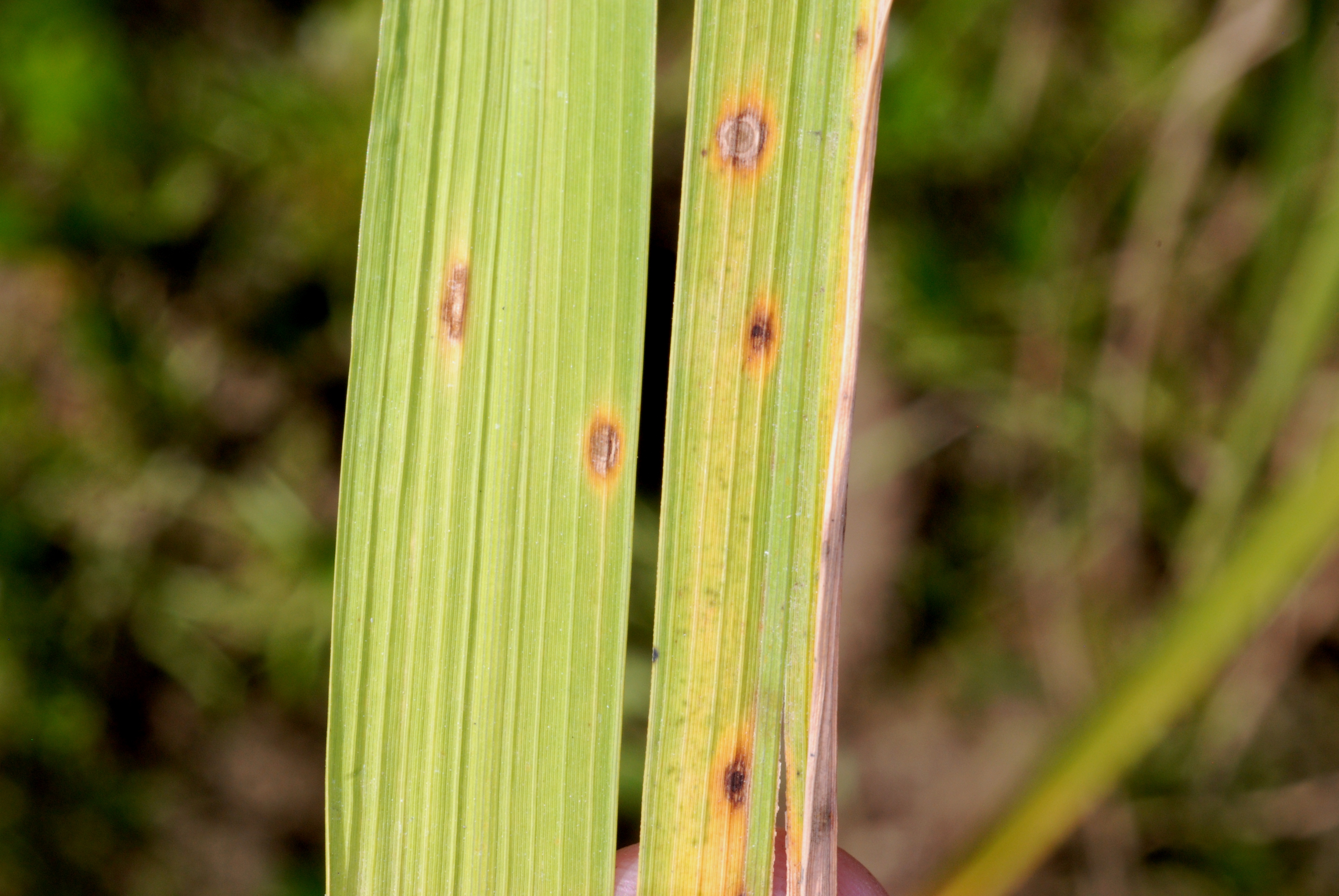 Light  Infection Symptoms