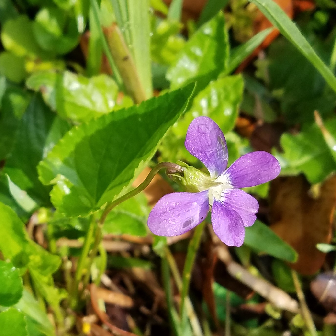 Spring-Blooming Wildflowers