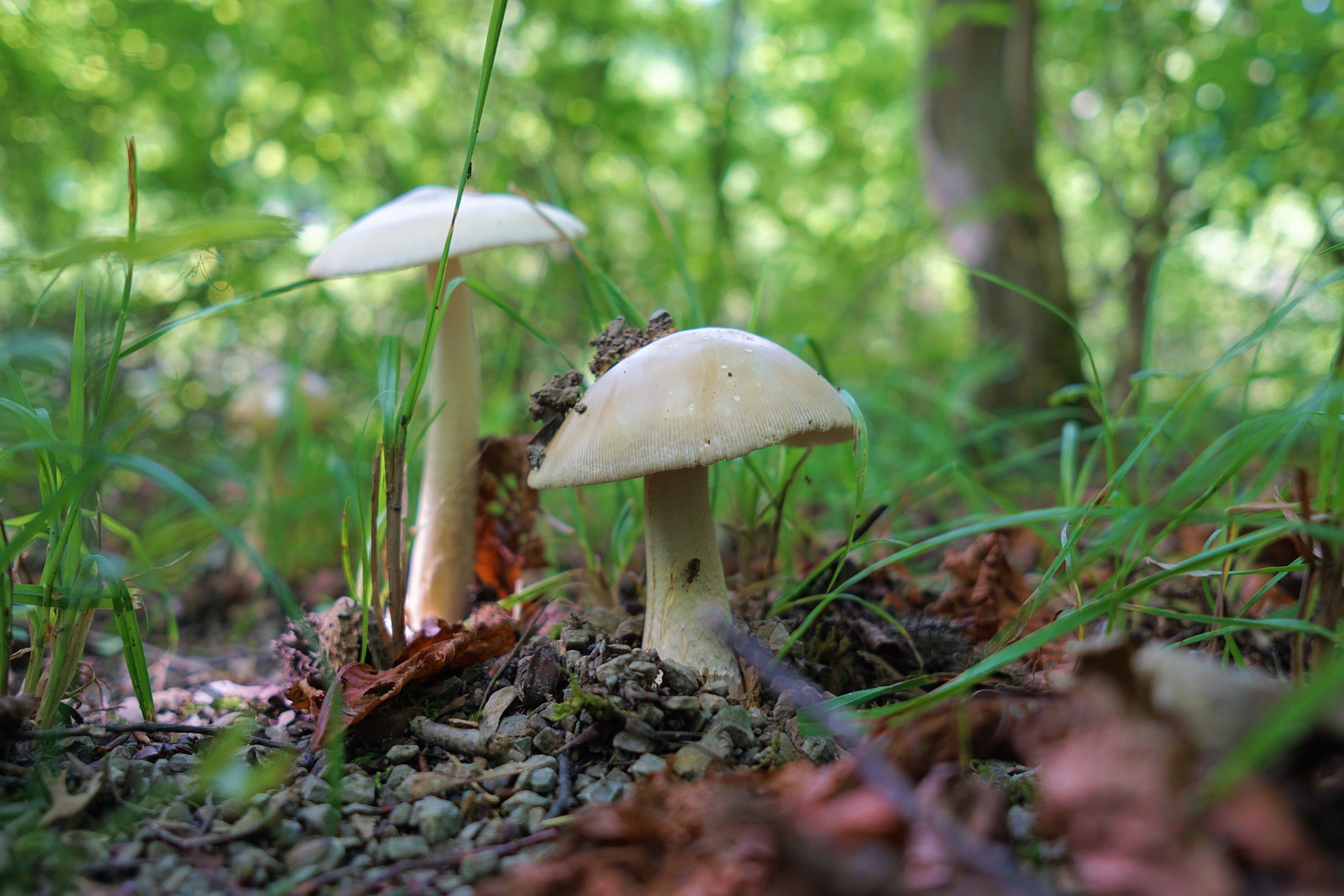 Shroom Boom