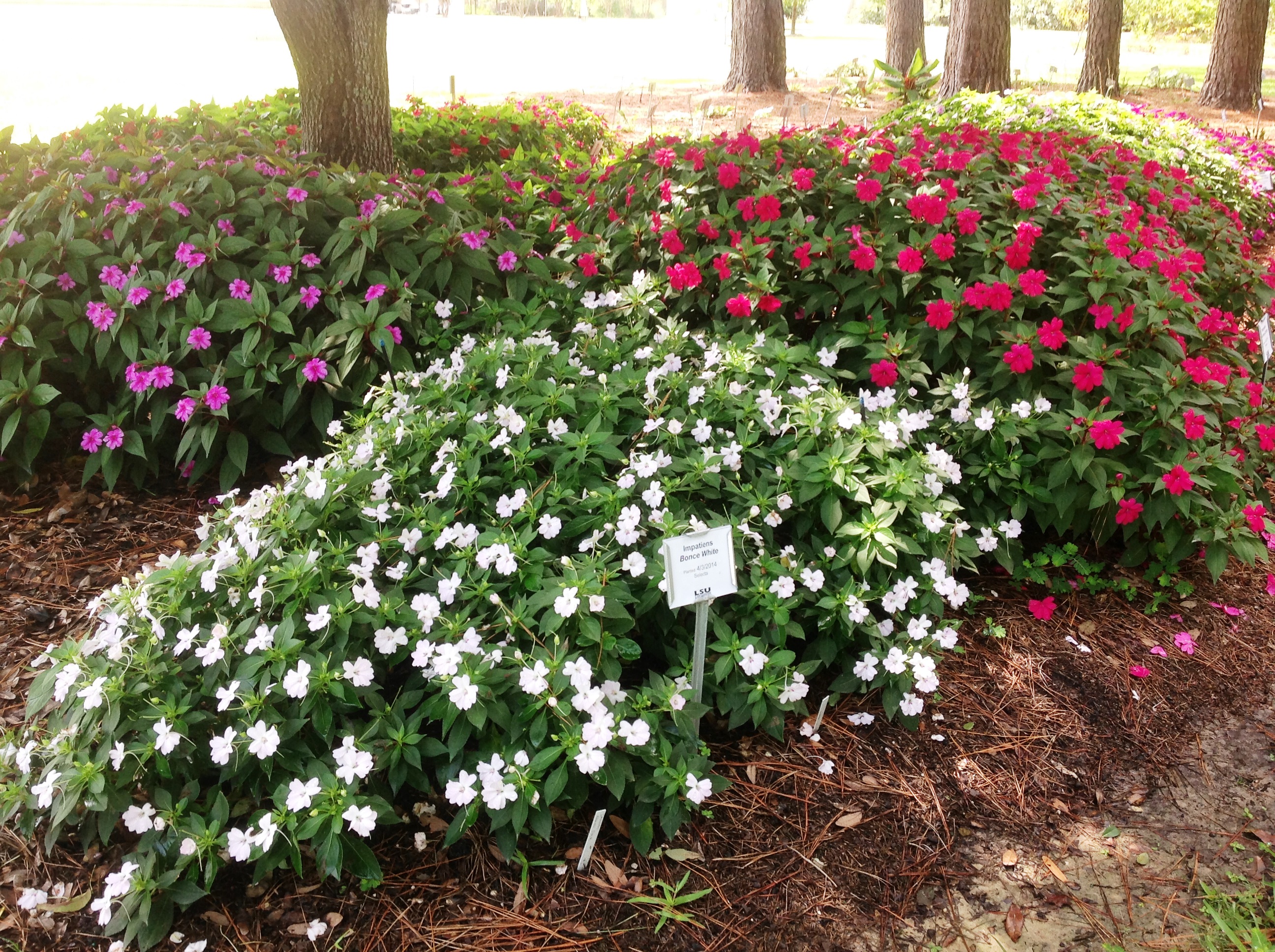 Here’s what’s new for summer flowers