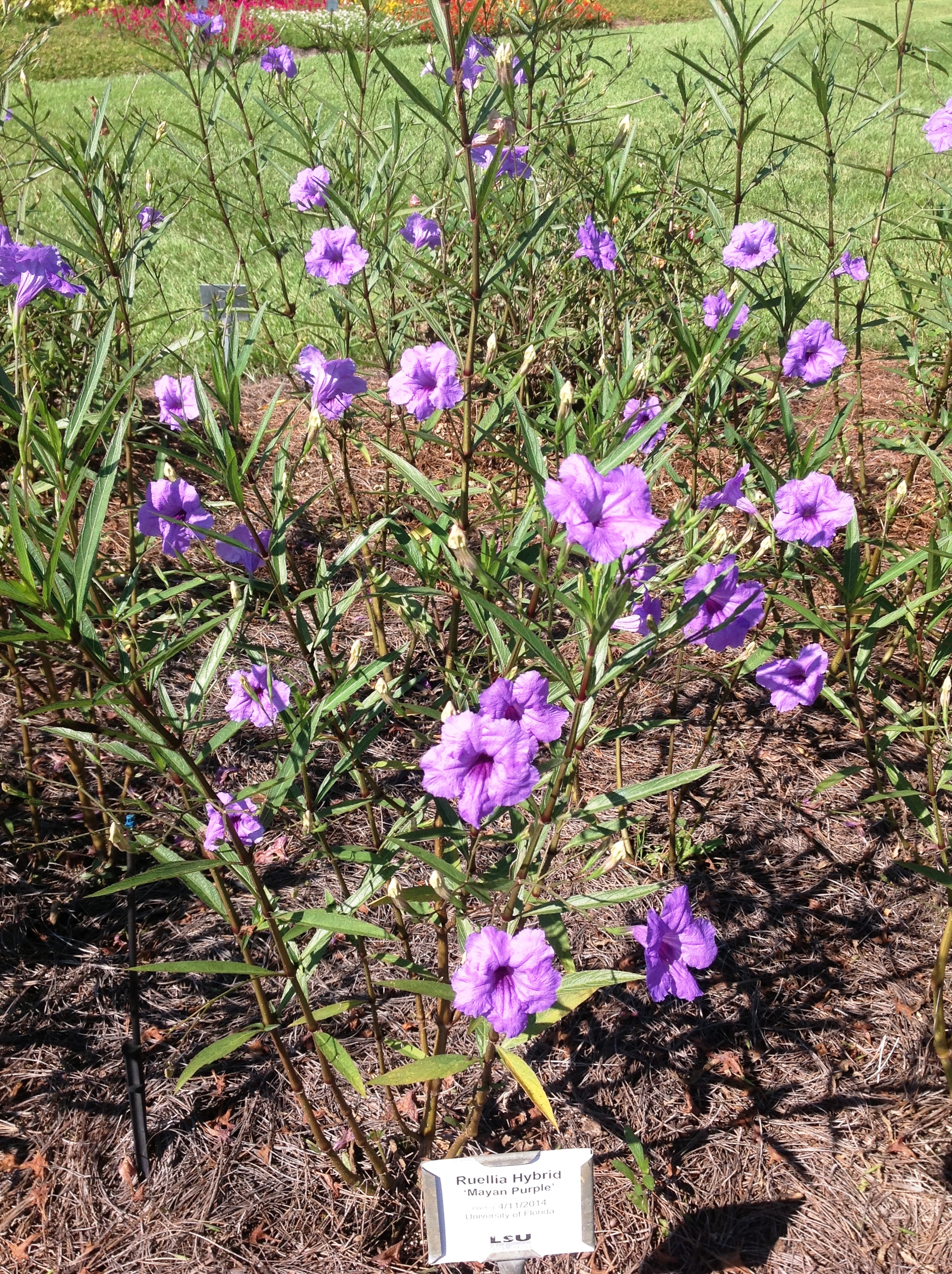 Mayan Purple Mexican petunia
