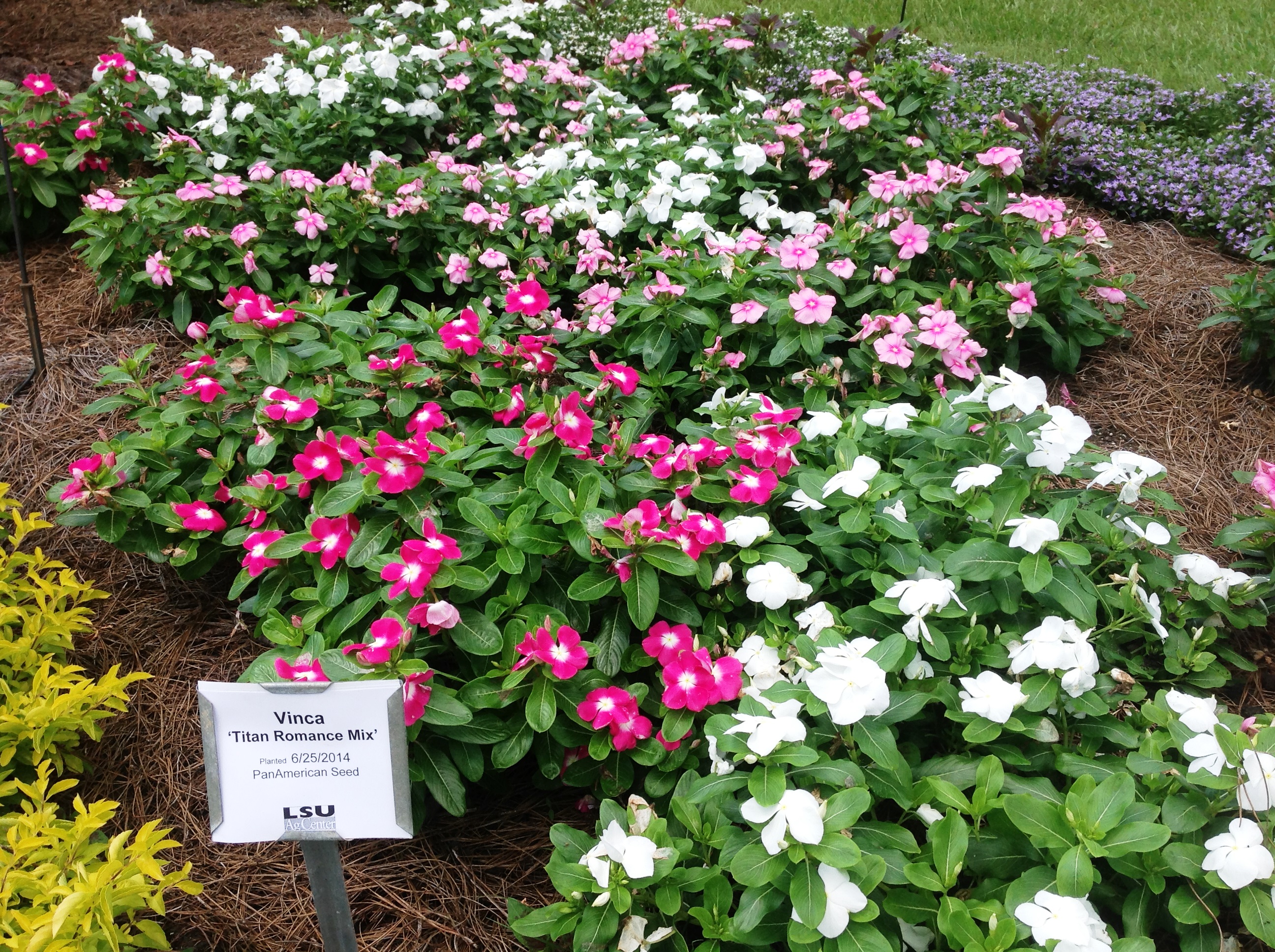 Titan Romance Mix vinca