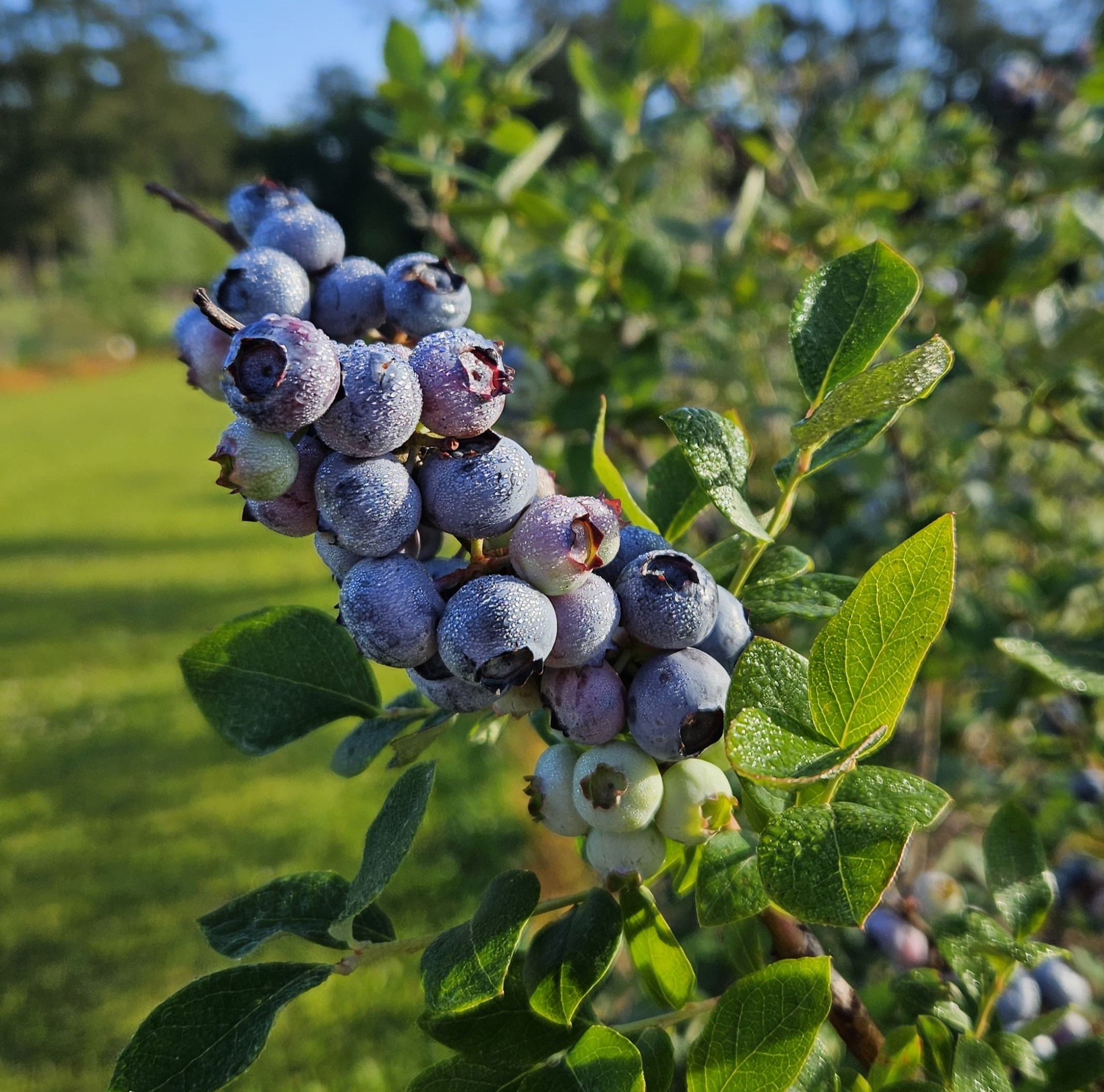 Blueberries.