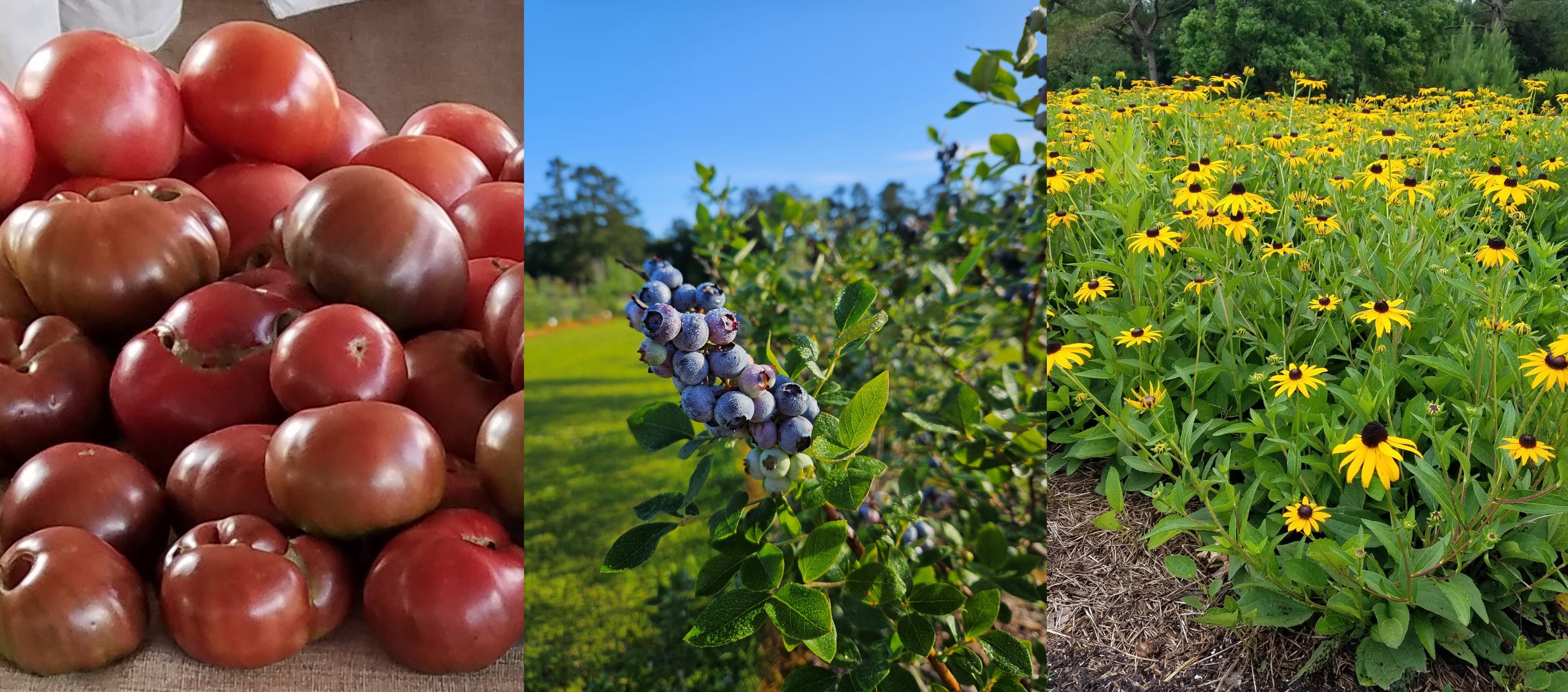 Grow Your Knowledge with Gardening and Lawn Care Classes in Washington Parish