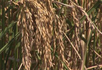 Weather conditions hinder rice growth