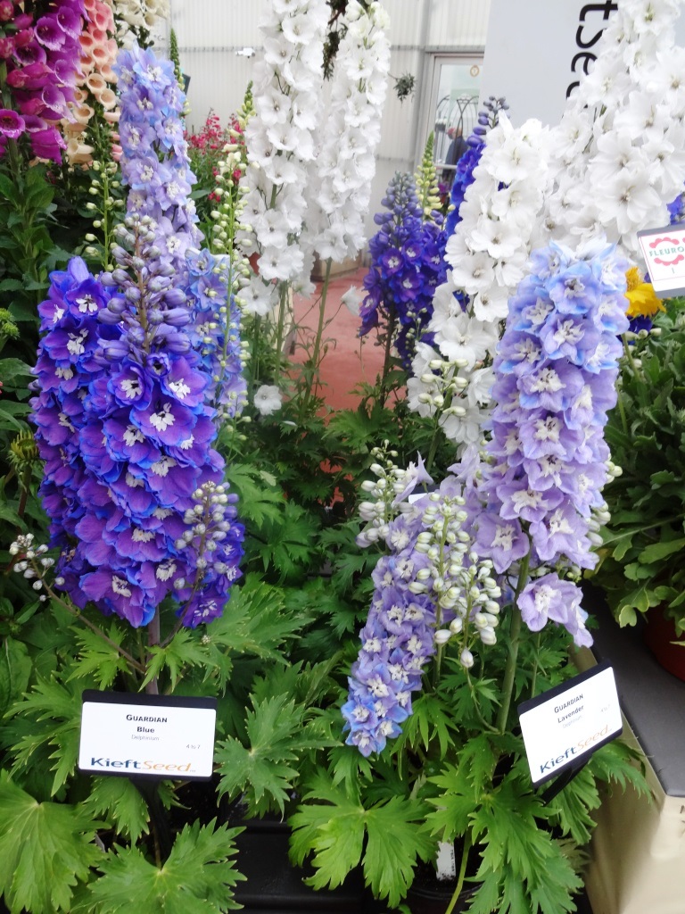 Try this truly blue flower in your landscape
