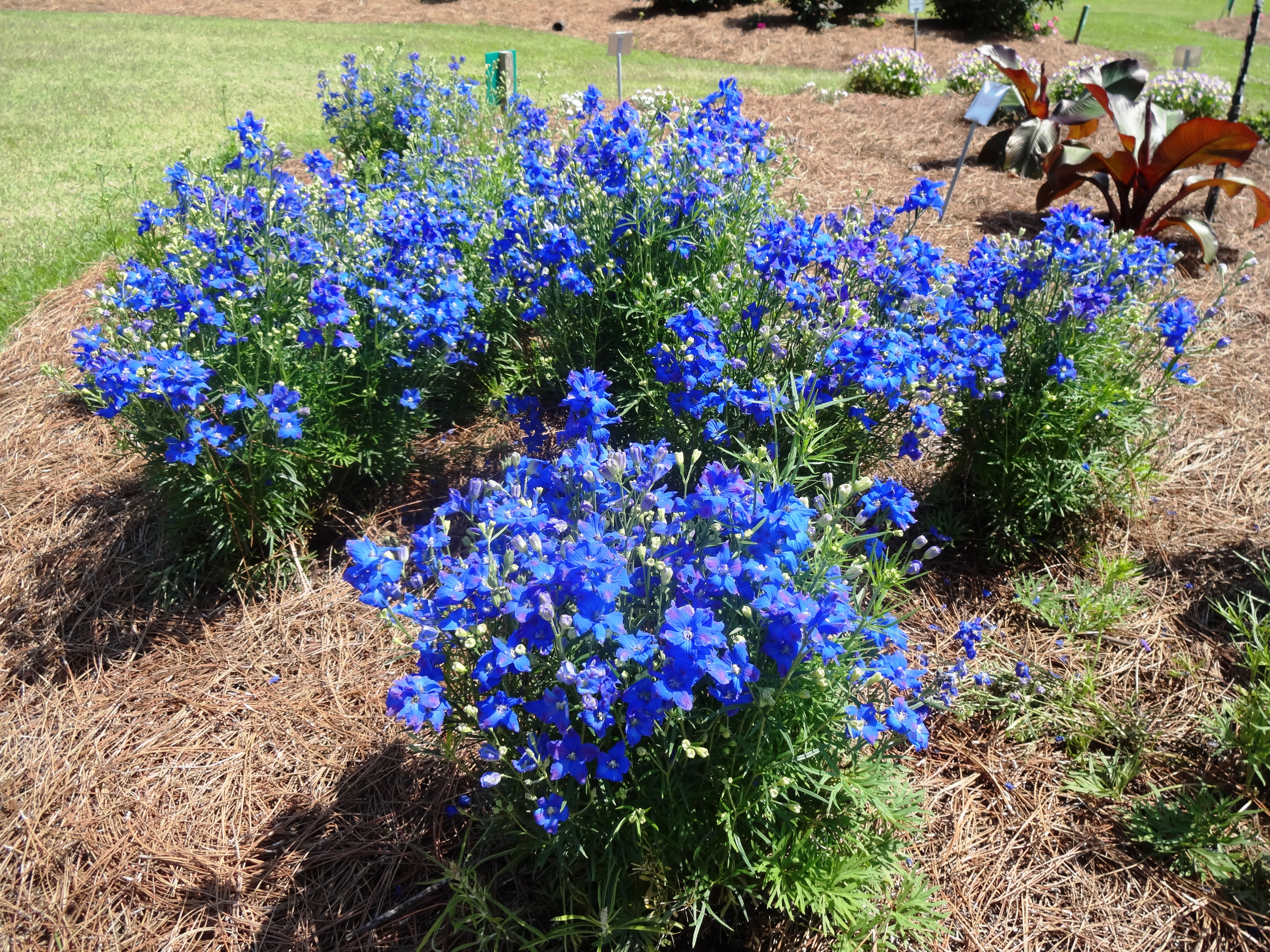 delphinium late fall