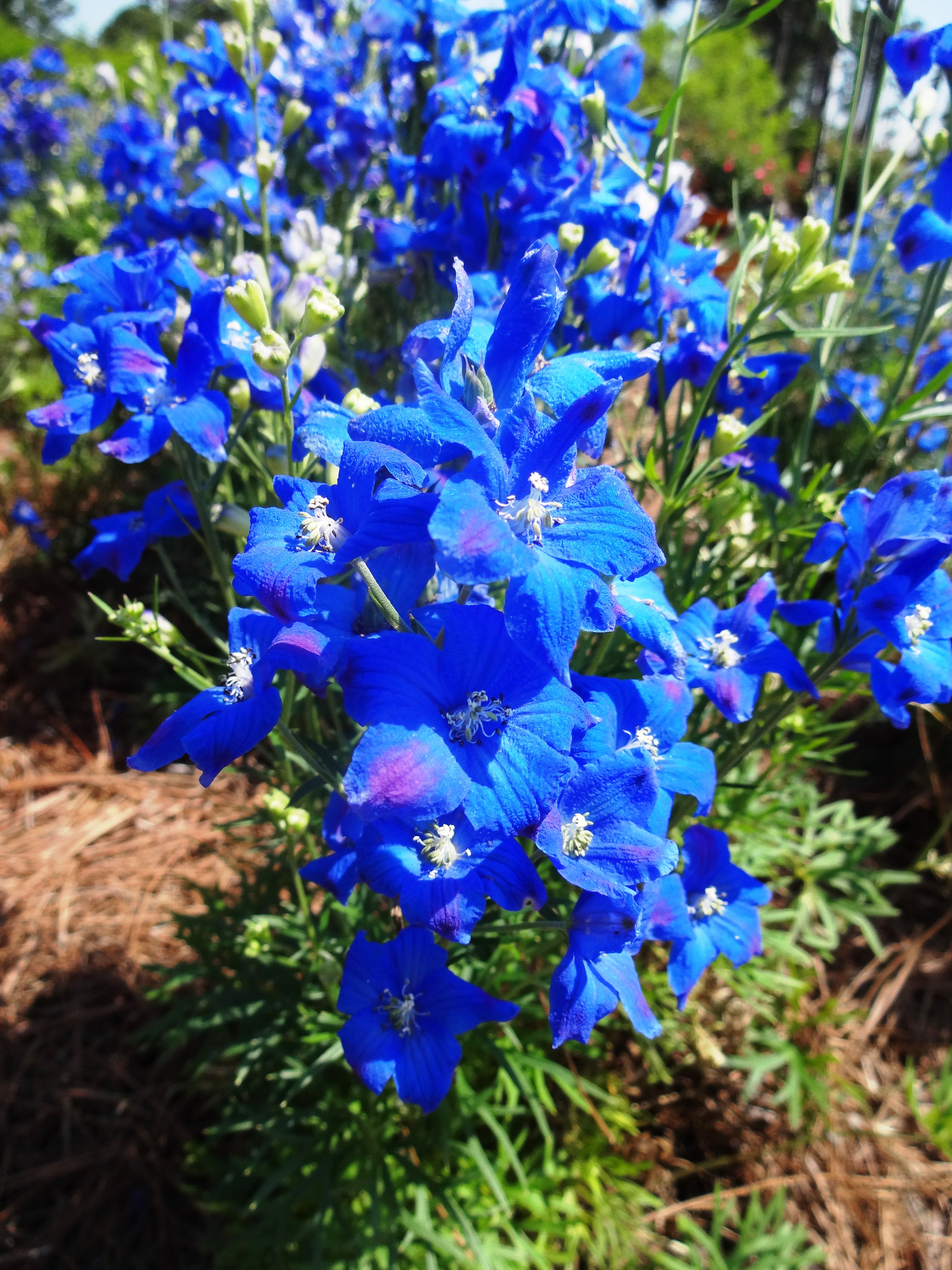 Diamonds Blue delphinium