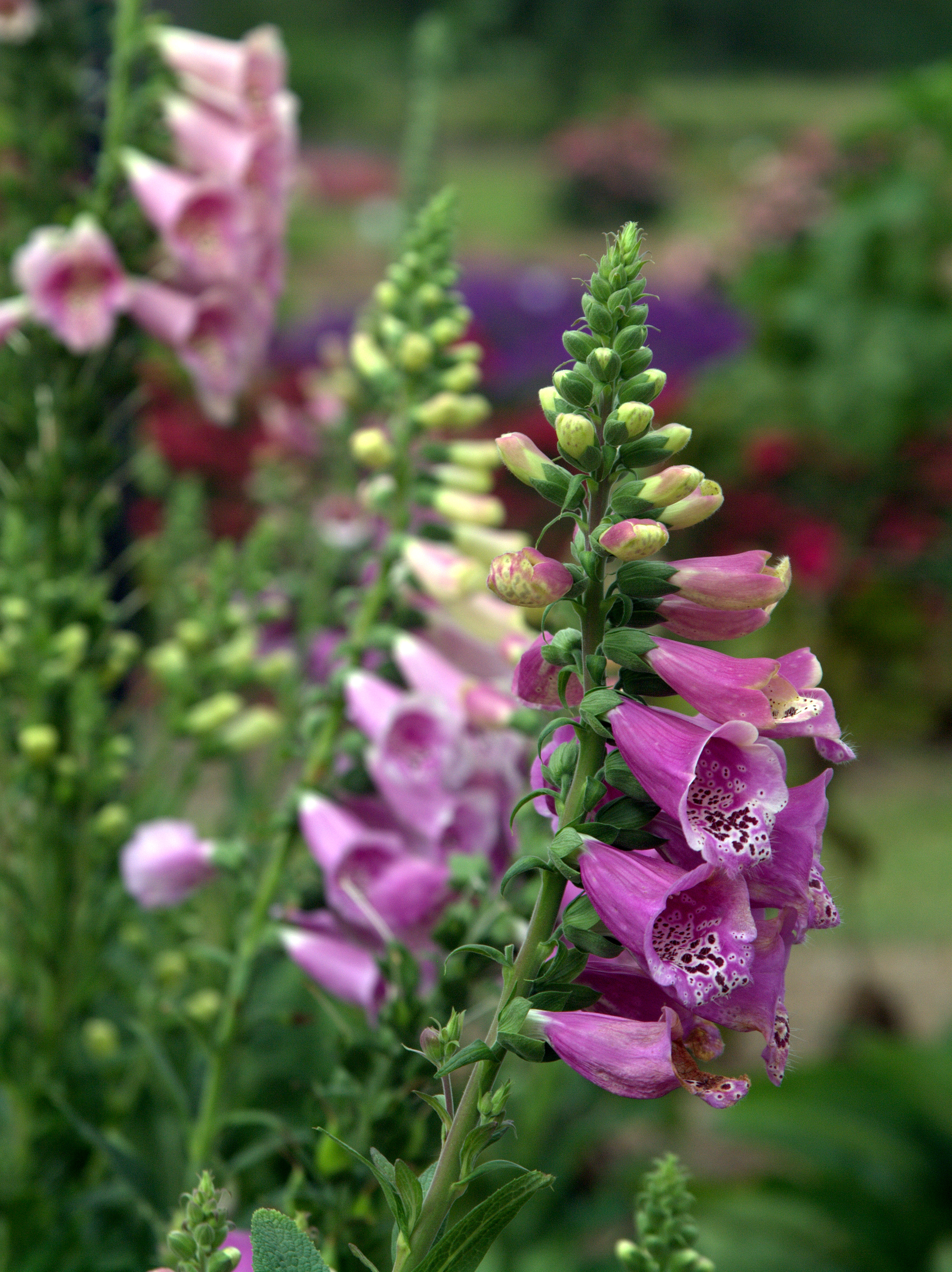 Its not too late for cool-season Louisiana Super Plants