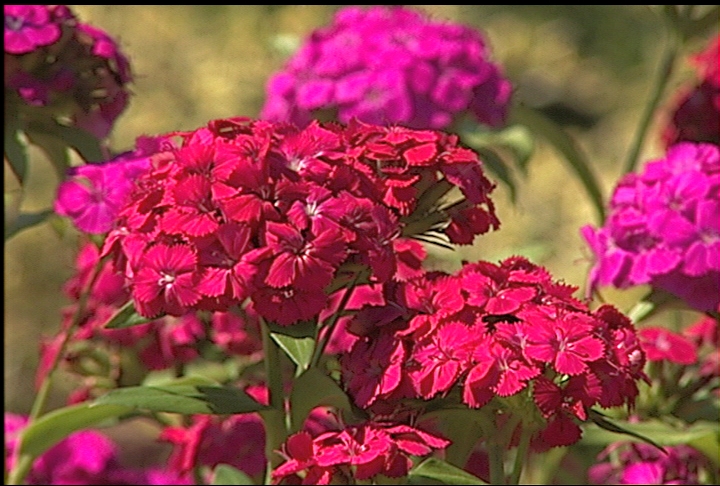 Amazon dianthus is fall La. Super Plant