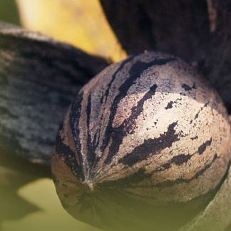 Fruit &amp; Nuts