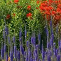 Ornamentals