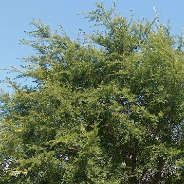 Trees