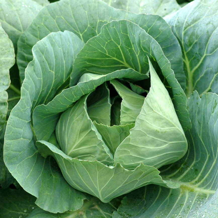Plant Health Strategies for Growers