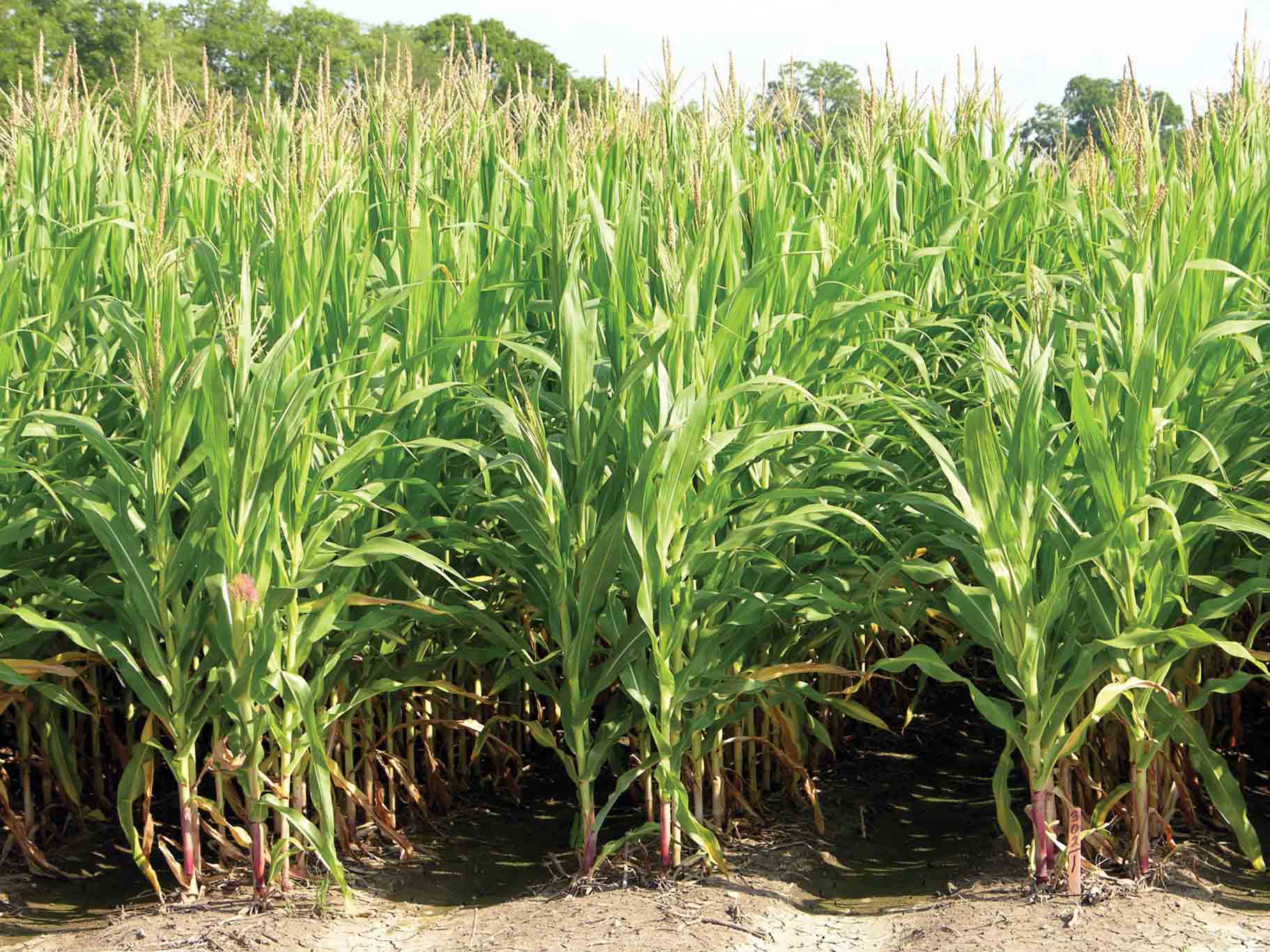 Flex-ear, Fixed-ear Corn and Optimum Plant Population