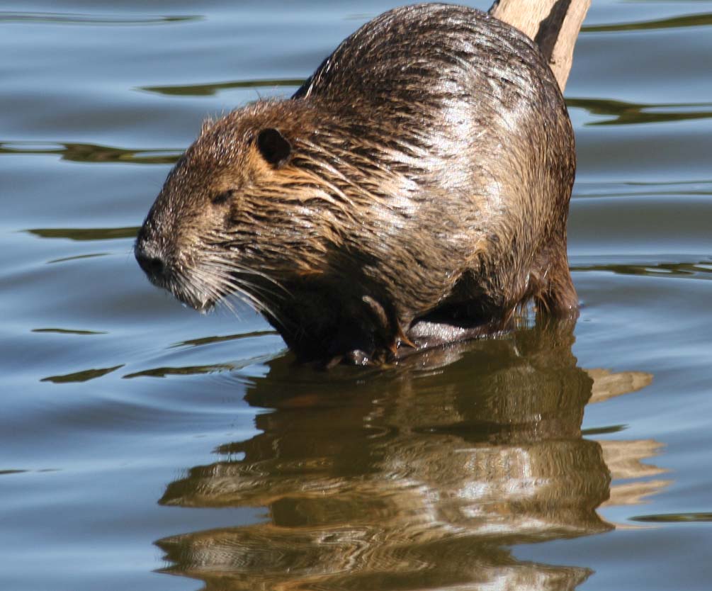Nutria - More Than a Nuisance