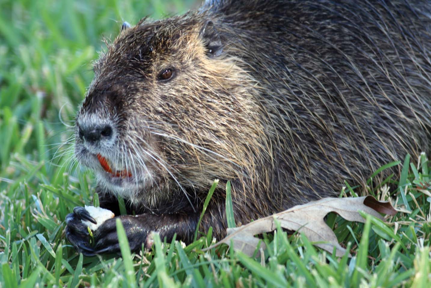 Close up photo of a nutria