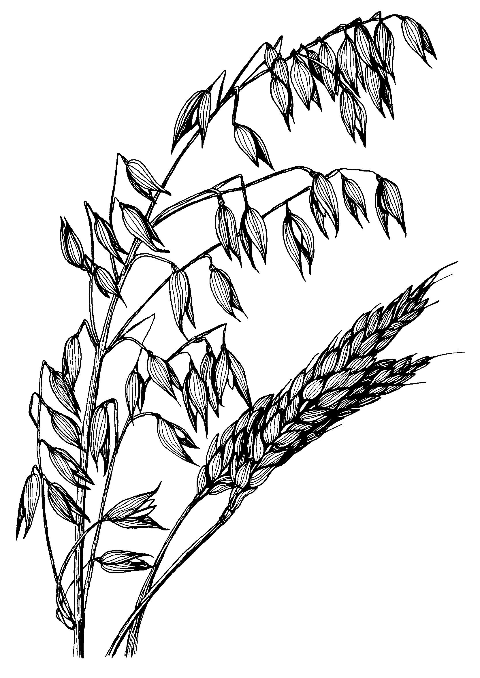 2011 Small Grain Performance Trials