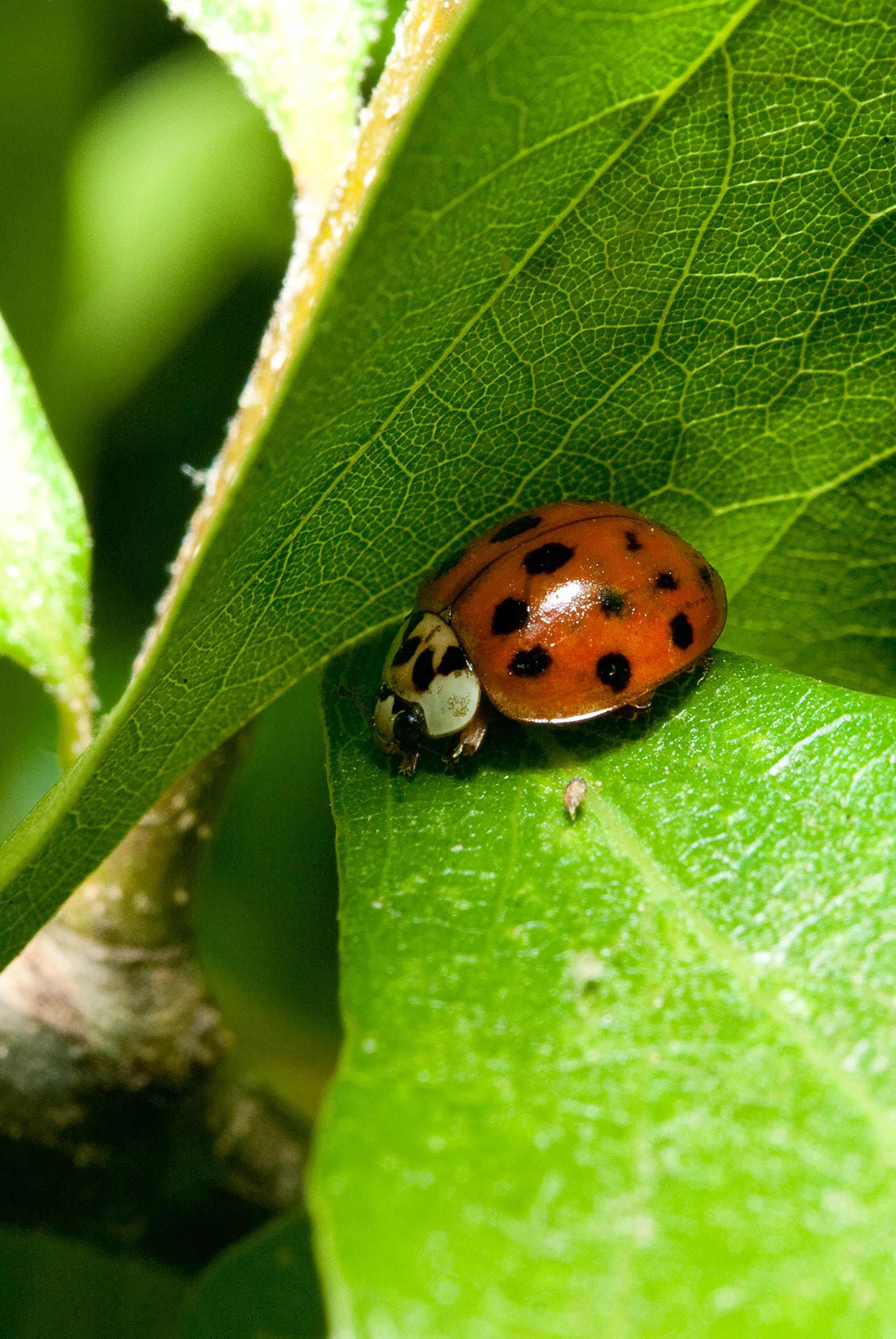 Harmonia axyridis, Asian Lady Beetle (Coleoptera: Coccinellidae)